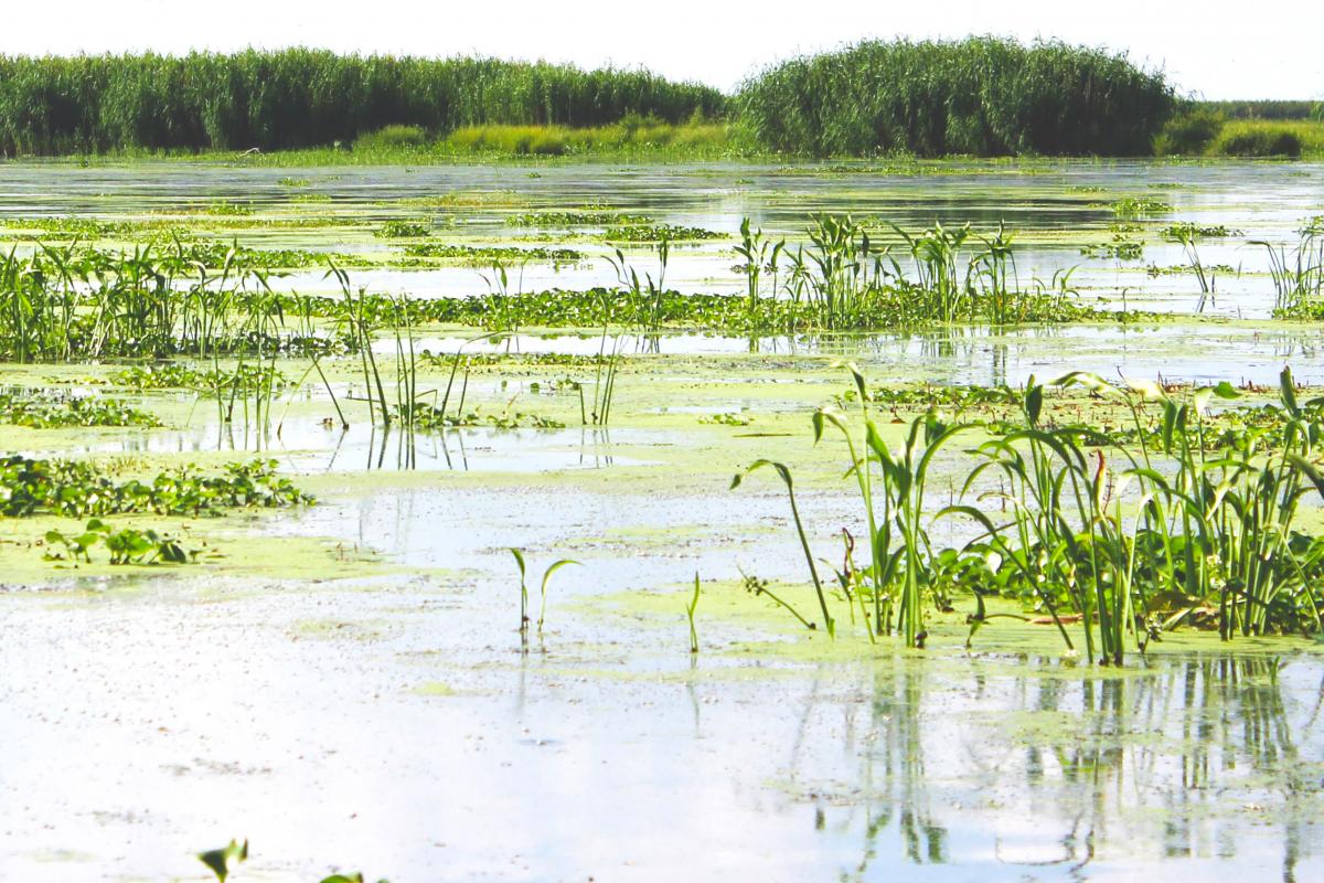 Healthy coastal Louisiana wetlands. Image: CPRA